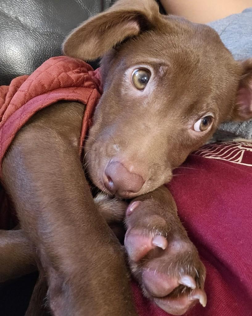 Richard Ríos, cachorro de porte pequeno para adoção em São Paulo - SP