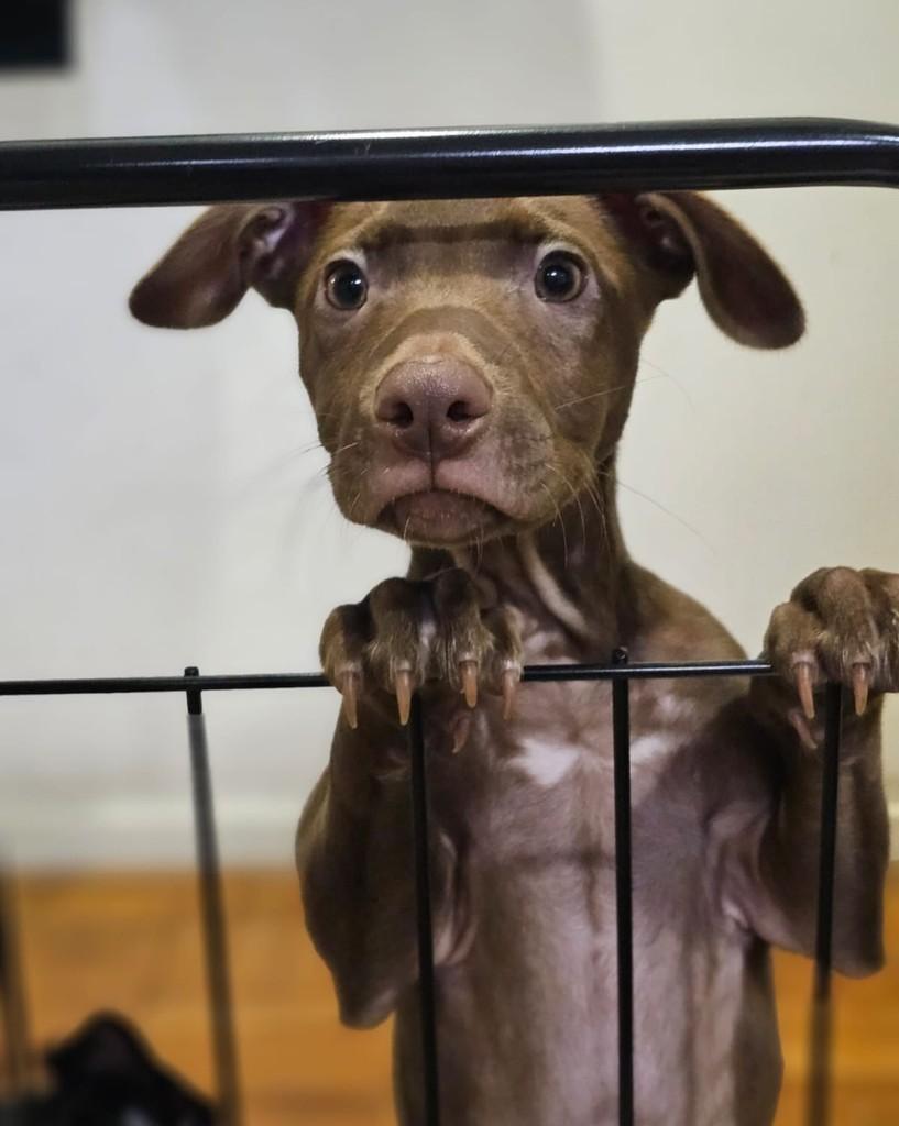 Richard Ríos, cachorro de porte pequeno para adoção em São Paulo - SP — foto 2 de 8