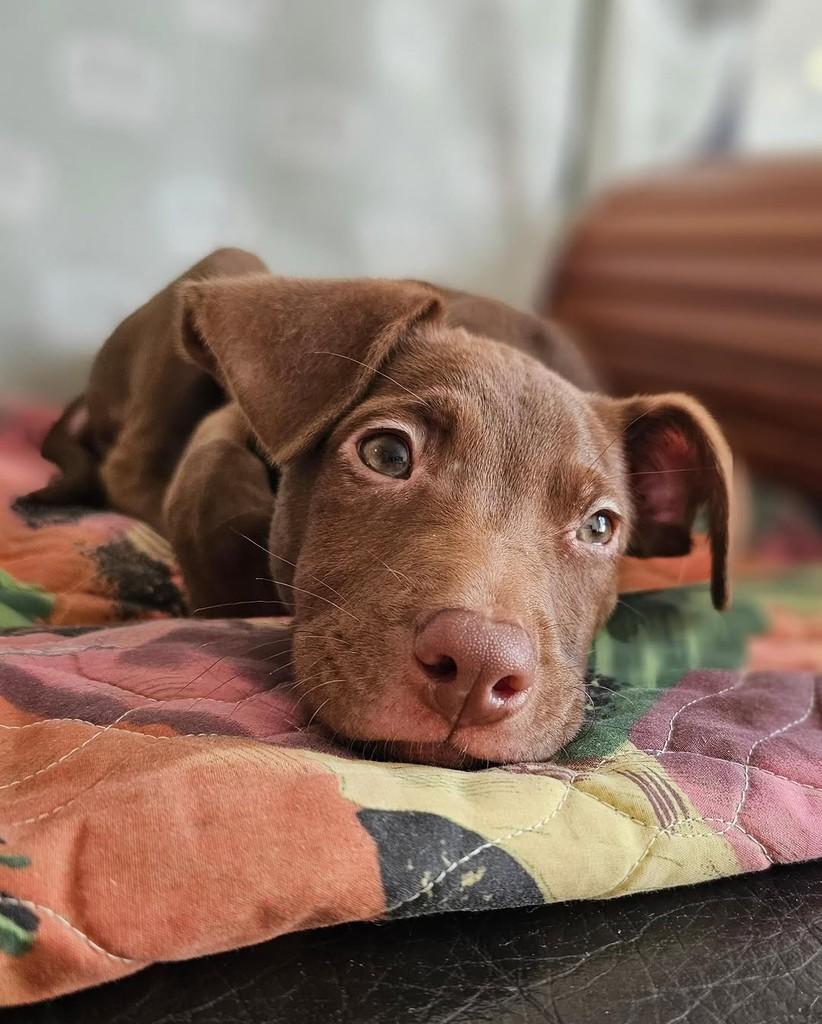 Richard Ríos, cachorro de porte pequeno para adoção em São Paulo - SP — foto 3 de 8