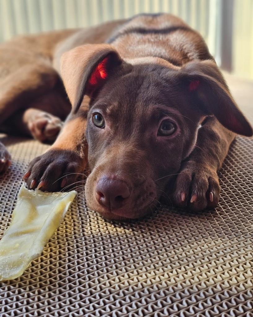 Richard Ríos, cachorro de porte pequeno para adoção em São Paulo - SP — foto 5 de 8