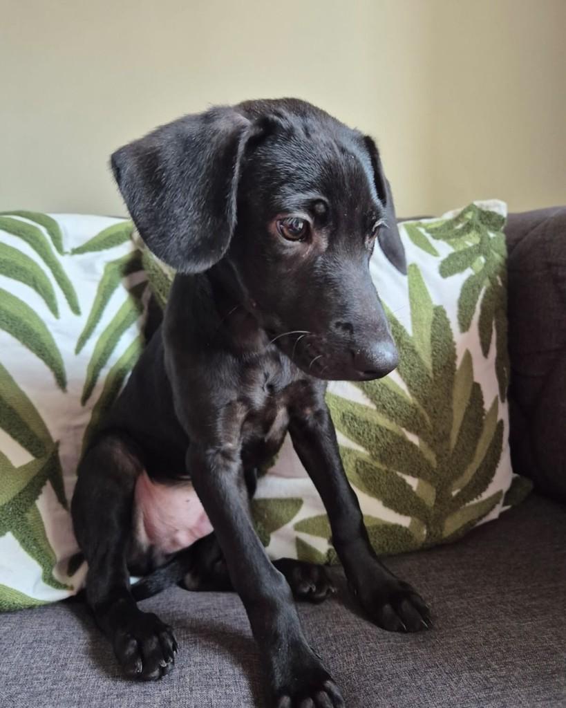 Jude, cachorro de porte pequeno para adoção em São Paulo - SP