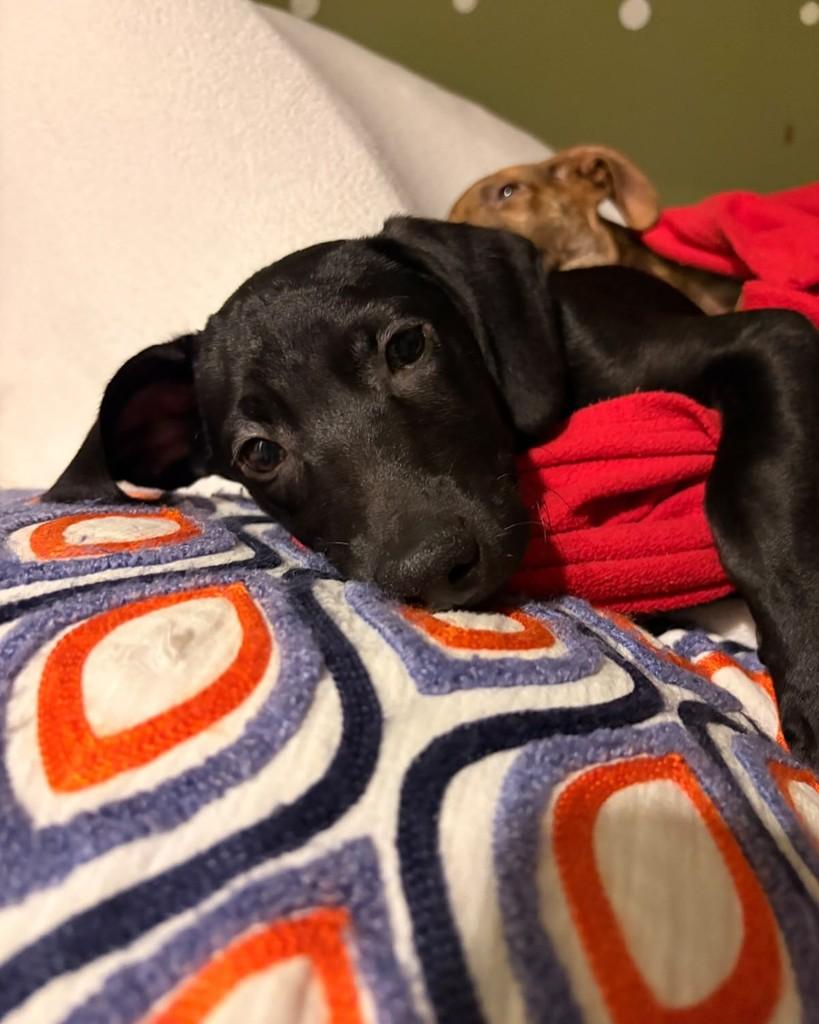 Jude, cachorro de porte pequeno para adoção em São Paulo - SP — foto 2 de 3