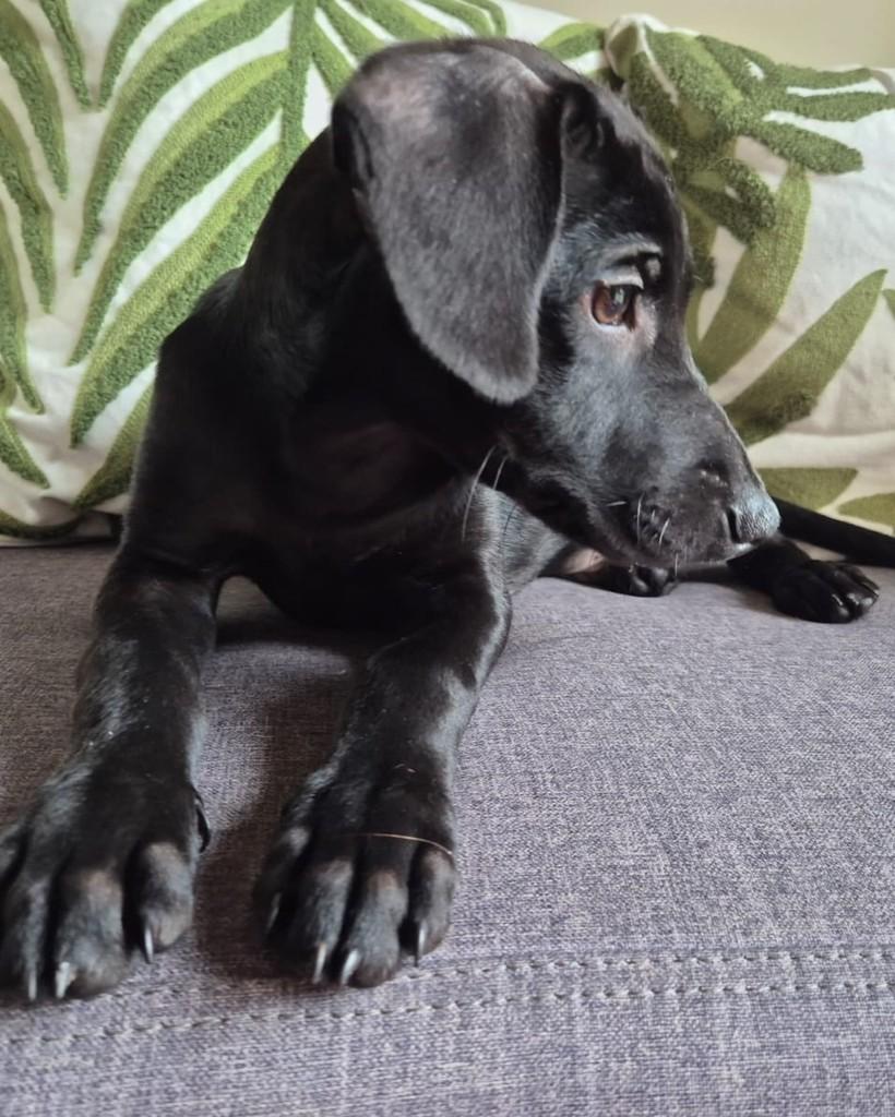Jude, cachorro de porte pequeno para adoção em São Paulo - SP — foto 3 de 3