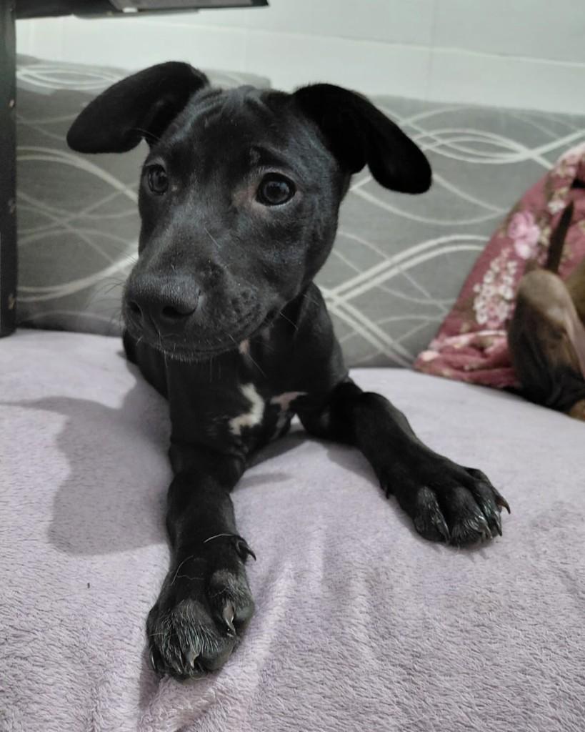 Kenan Yildiz, cachorro de porte pequeno para adoção em São Paulo - SP