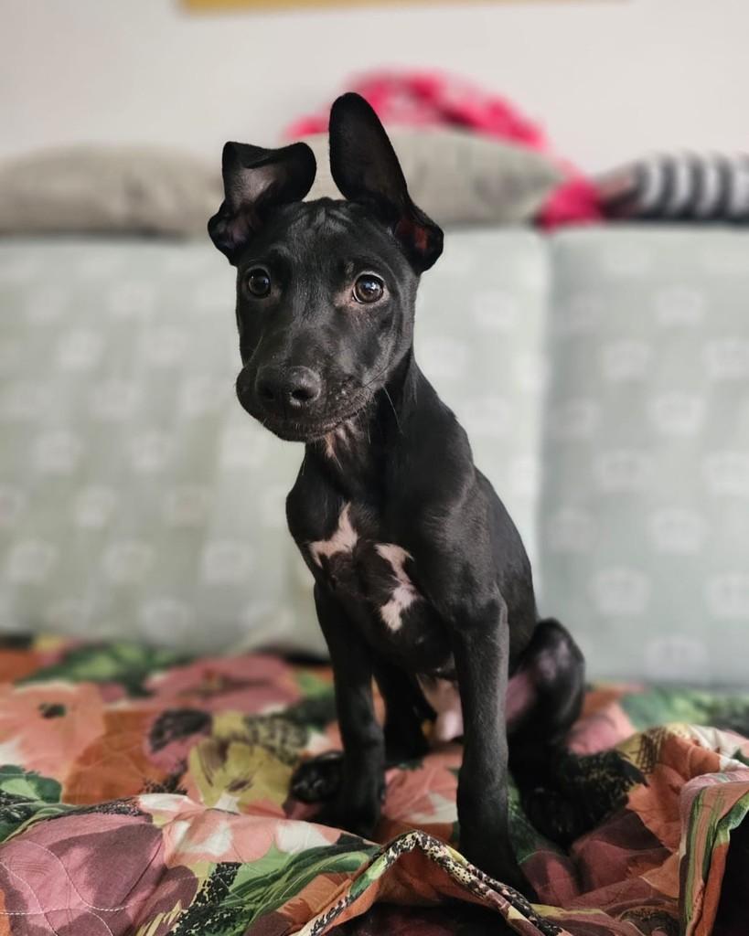 Kenan Yildiz, cachorro de porte pequeno para adoção em São Paulo - SP — foto 2 de 10