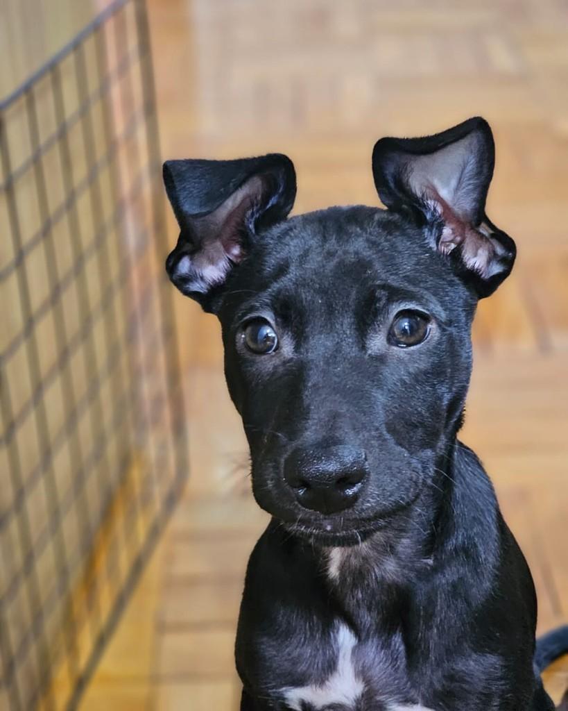 Kenan Yildiz, cachorro de porte pequeno para adoção em São Paulo - SP — foto 3 de 10