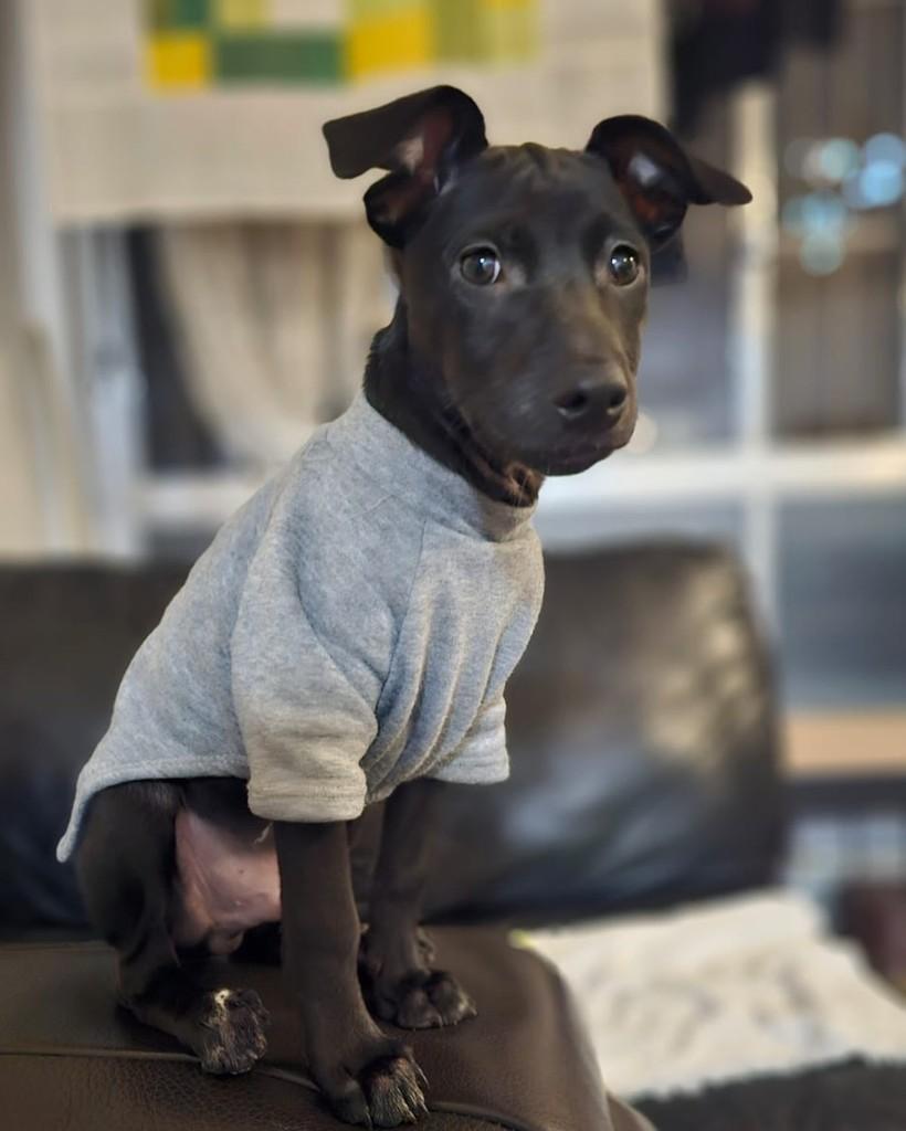 Kenan Yildiz, cachorro de porte pequeno para adoção em São Paulo - SP — foto 4 de 10