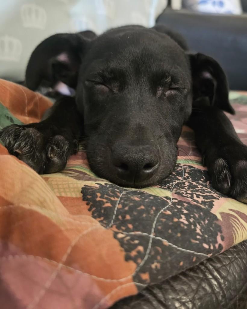 Kenan Yildiz, cachorro de porte pequeno para adoção em São Paulo - SP — foto 5 de 10