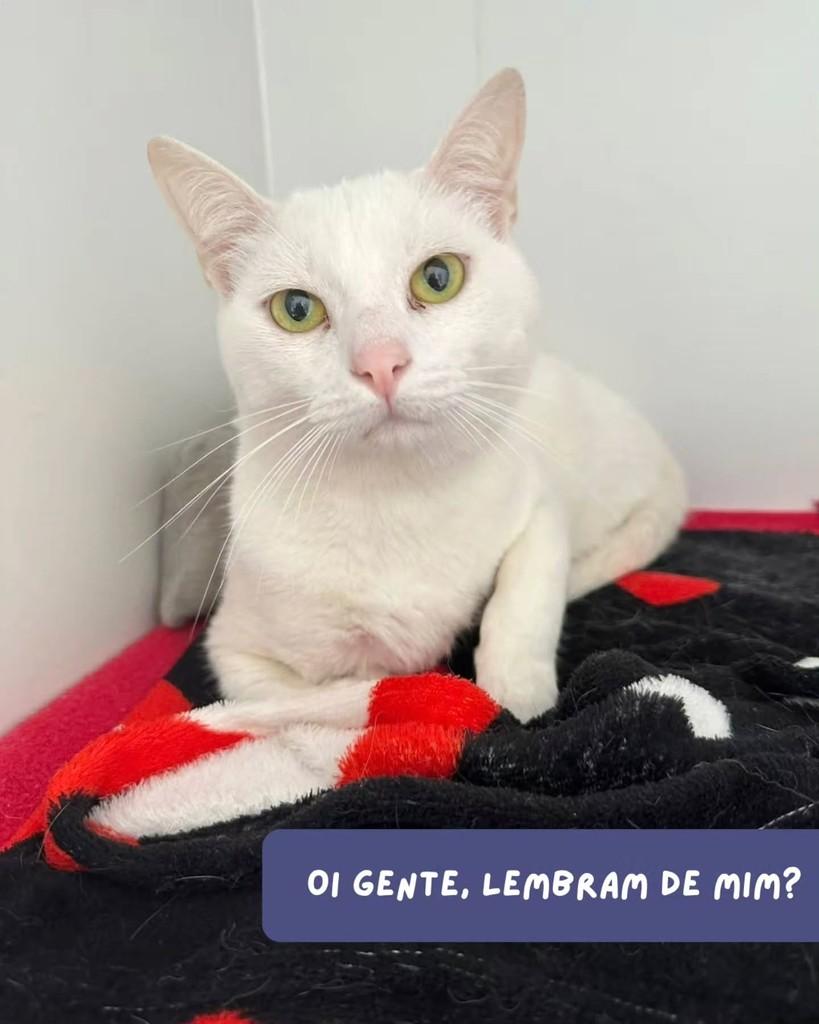 Niguiri, gato de porte médio para adoção em São Paulo - SP