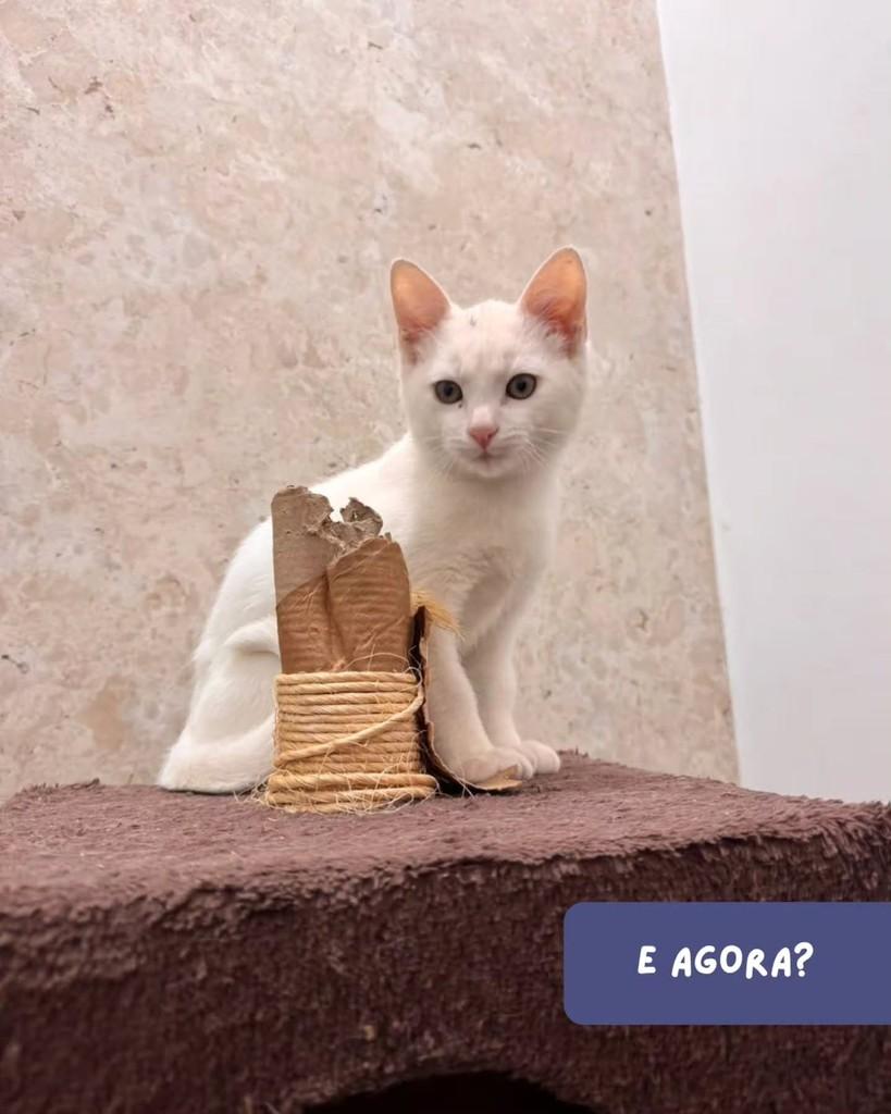 Niguiri, gato de porte médio para adoção em São Paulo - SP — foto 2 de 5