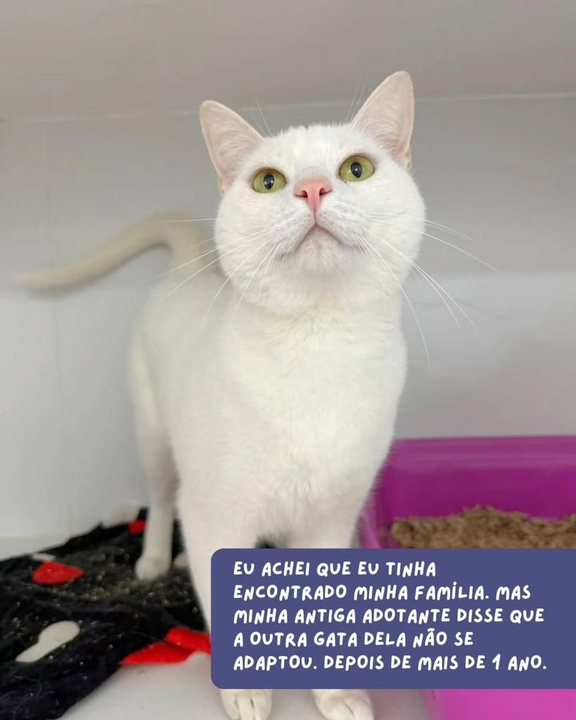 Niguiri, gato de porte médio para adoção em São Paulo - SP — foto 3 de 5