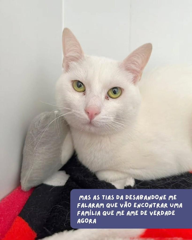 Niguiri, gato de porte médio para adoção em São Paulo - SP — foto 4 de 5