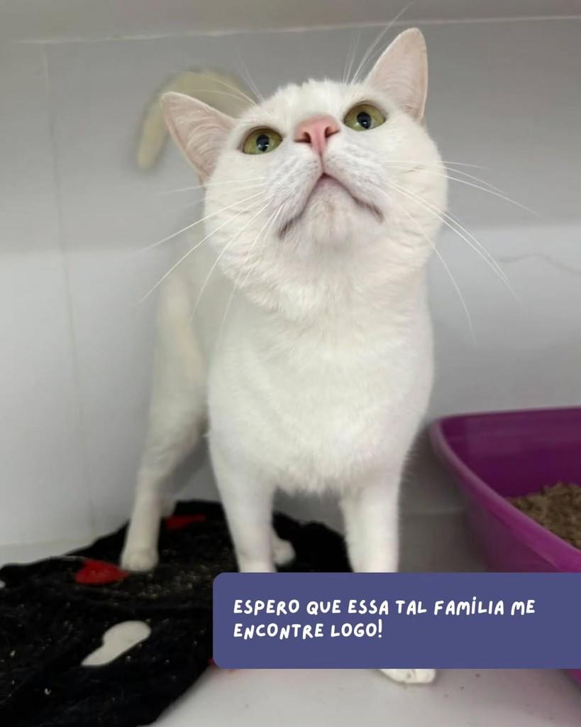 Niguiri, gato de porte médio para adoção em São Paulo - SP — foto 5 de 5