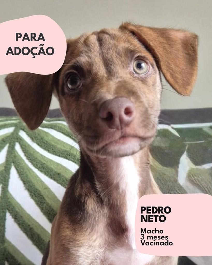 Pedro Neto, cachorro de porte pequeno para adoção em São Paulo - SP