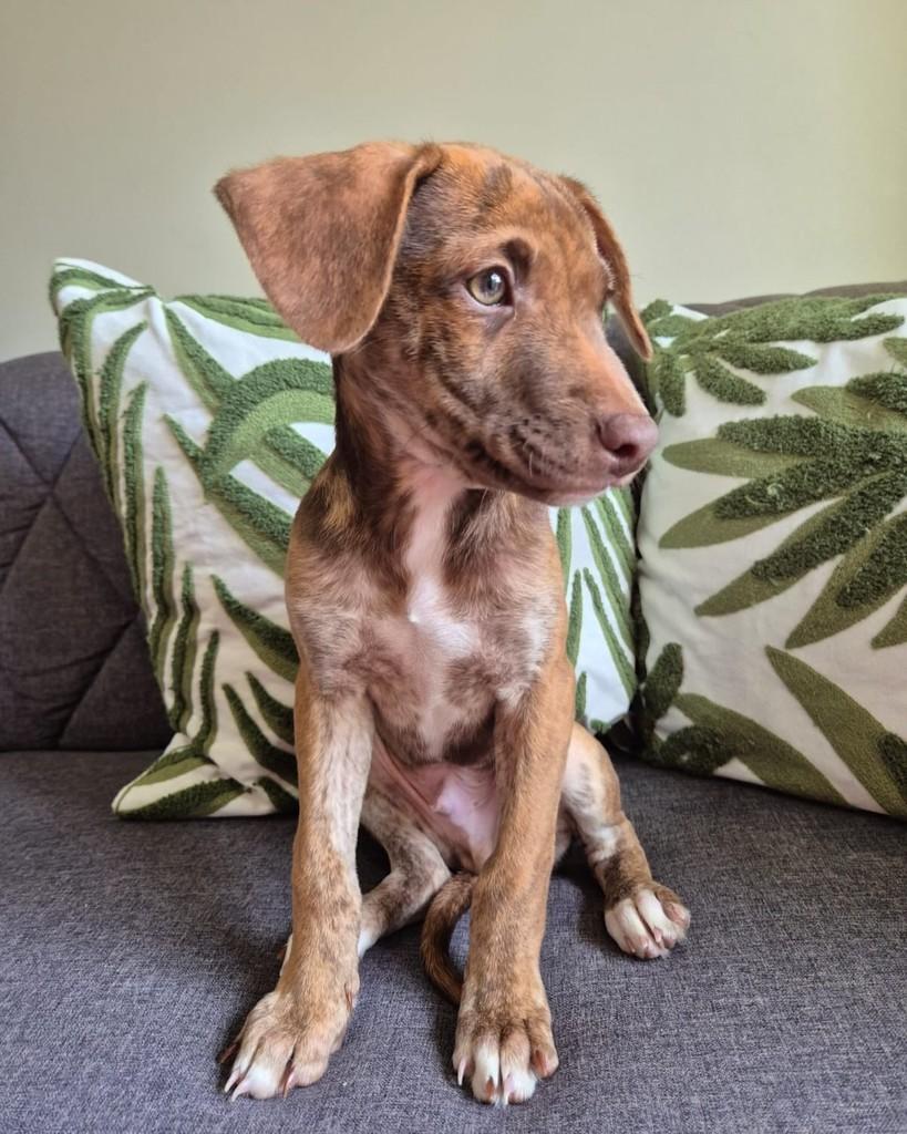 Pedro Neto, cachorro de porte pequeno para adoção em São Paulo - SP — foto 2 de 8