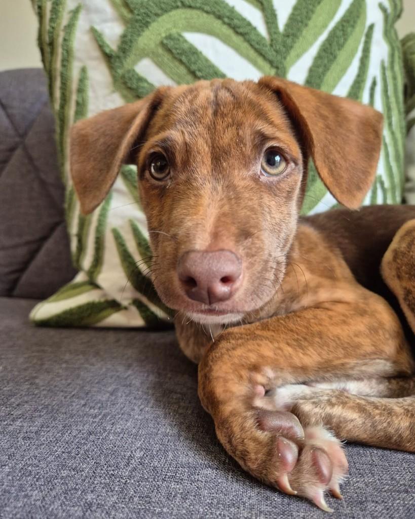 Pedro Neto, cachorro de porte pequeno para adoção em São Paulo - SP — foto 3 de 8