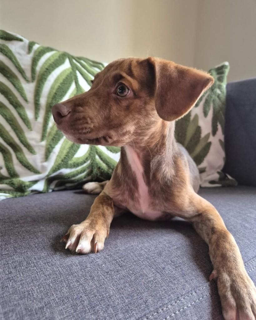 Pedro Neto, cachorro de porte pequeno para adoção em São Paulo - SP — foto 5 de 8