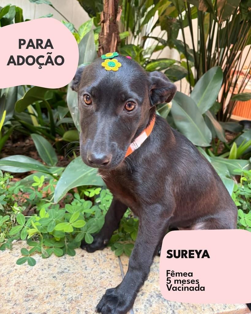 Sureya, cadela de porte pequeno para adoção em São Paulo - SP