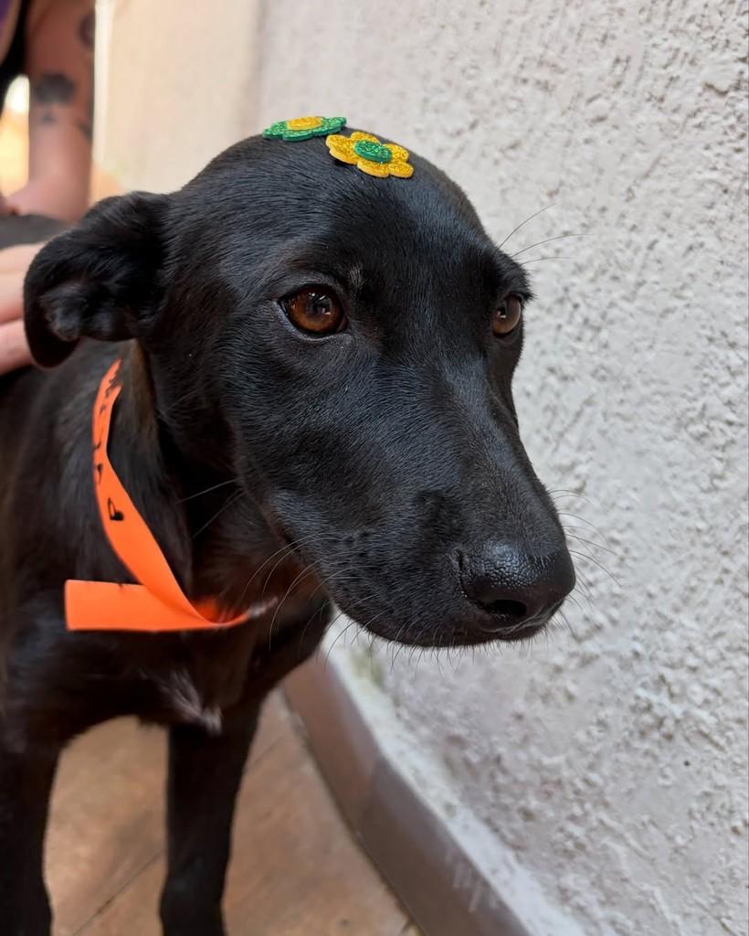 Sureya, cadela de porte pequeno para adoção em São Paulo - SP — foto 3 de 6