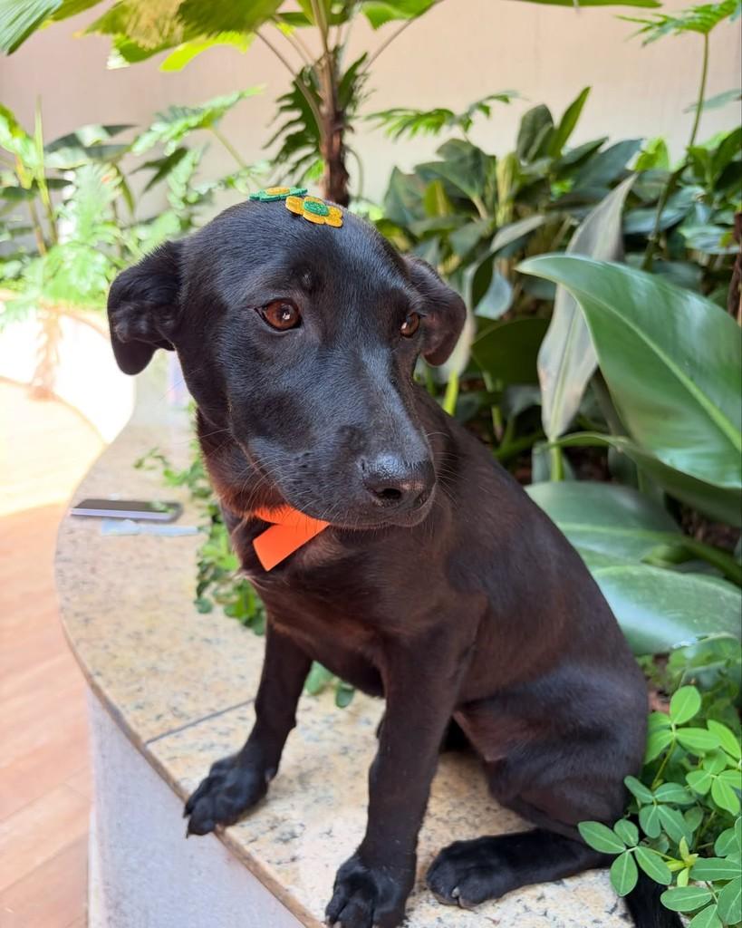 Sureya, cadela de porte pequeno para adoção em São Paulo - SP — foto 4 de 6