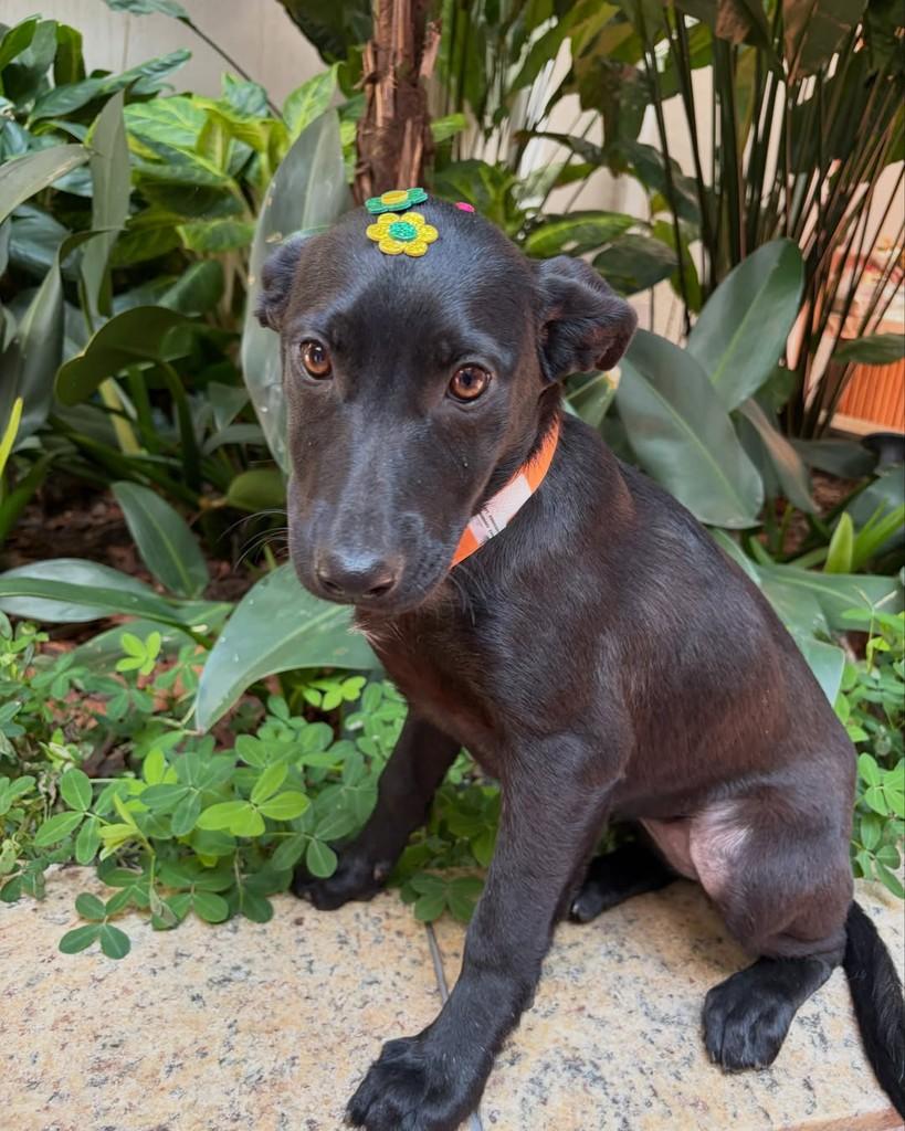 Sureya, cadela de porte pequeno para adoção em São Paulo - SP — foto 5 de 6