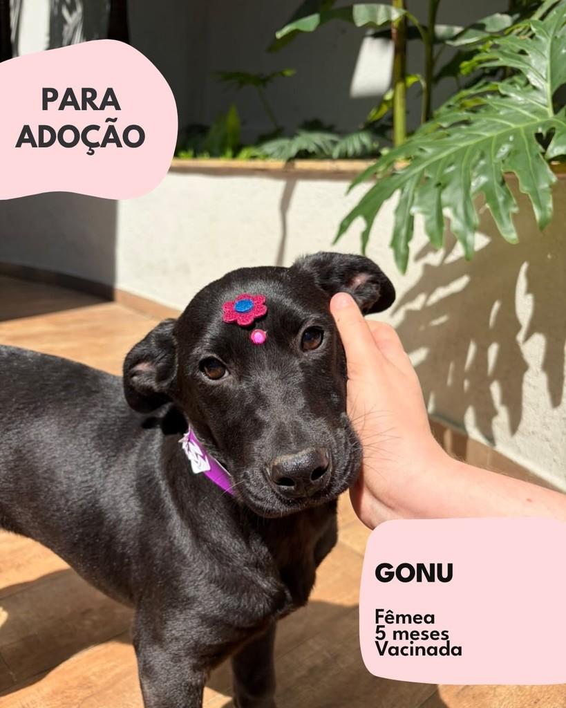 Gonu, cadela de porte pequeno para adoção em São Paulo - SP