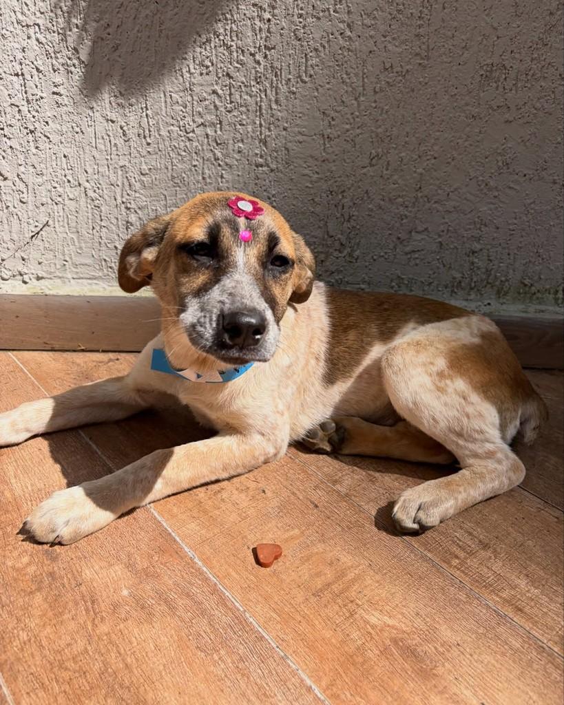 Farah, cachorro de porte pequeno para adoção em São Paulo - SP