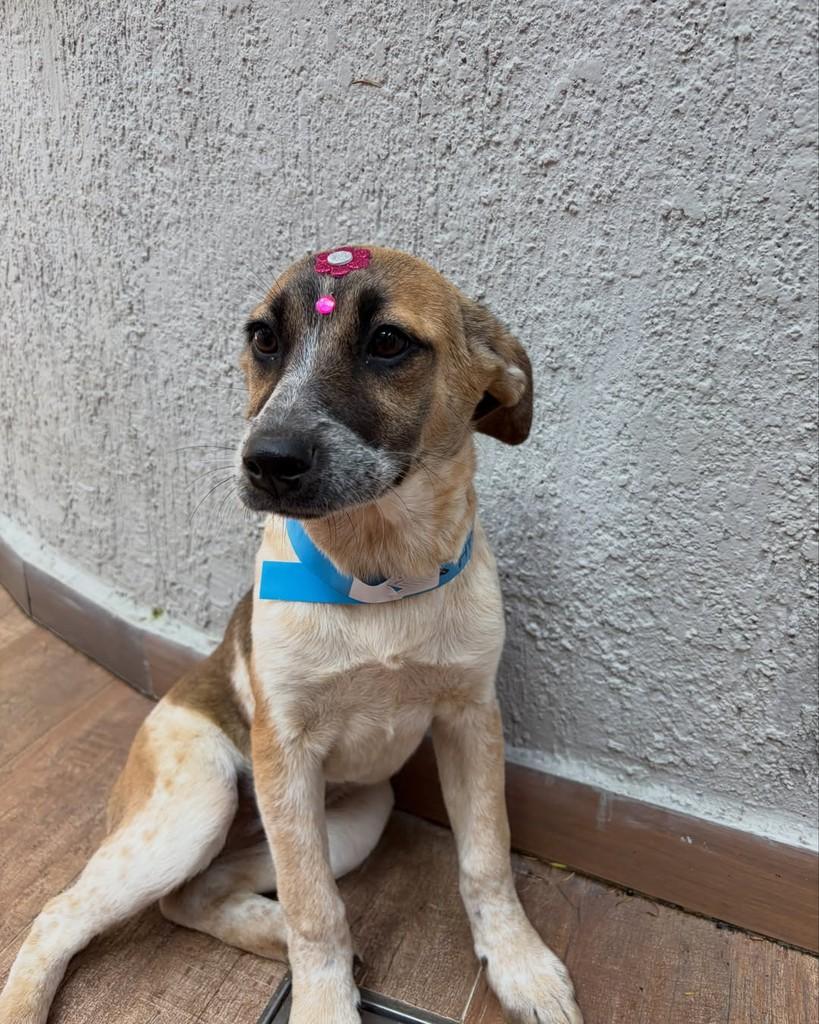 Farah, cachorro de porte pequeno para adoção em São Paulo - SP — foto 2 de 7