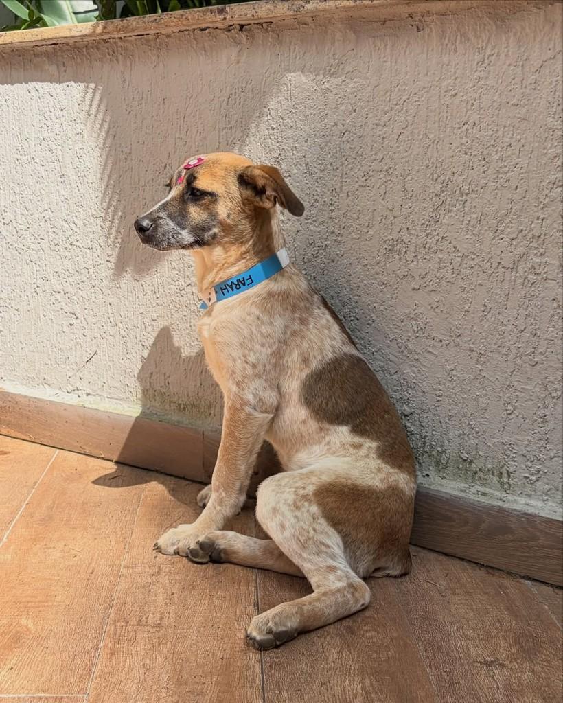 Farah, cachorro de porte pequeno para adoção em São Paulo - SP — foto 3 de 7