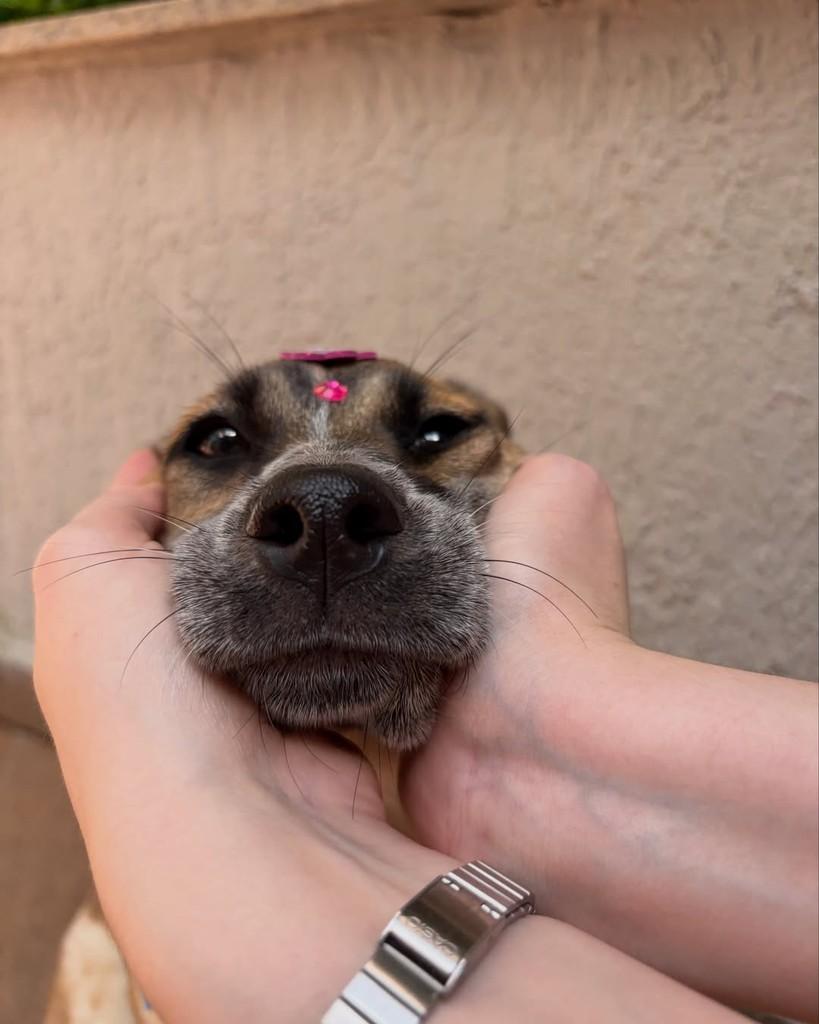 Farah, cachorro de porte pequeno para adoção em São Paulo - SP — foto 4 de 7