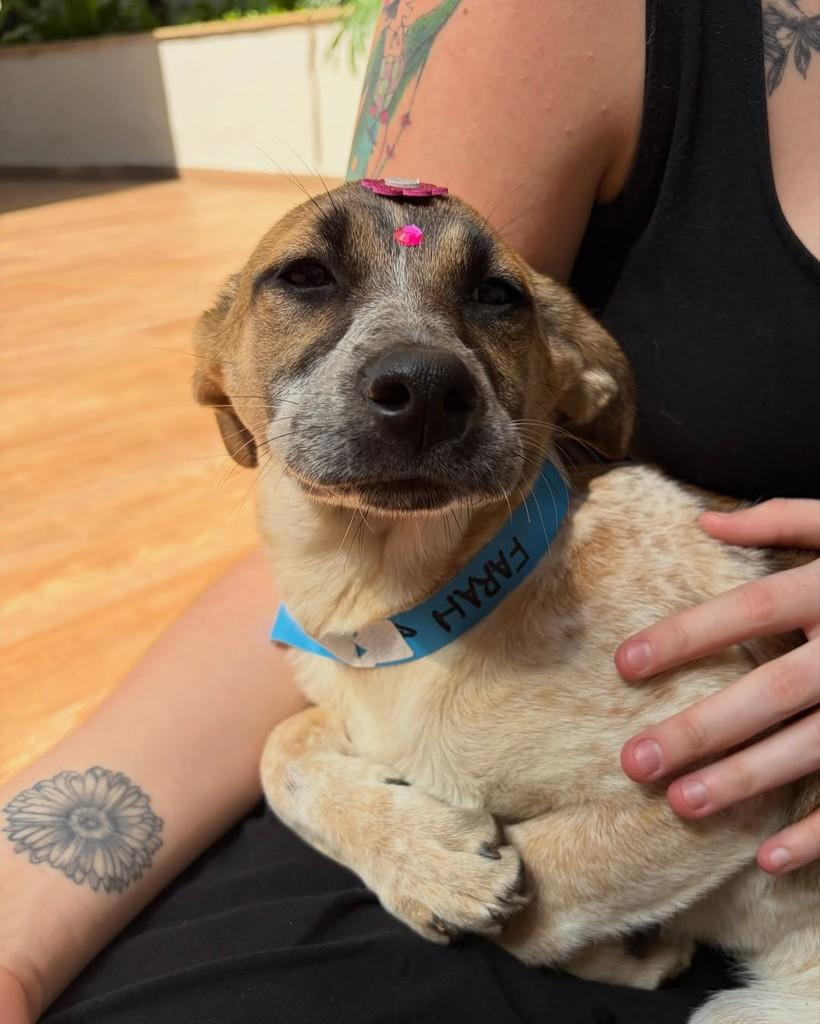 Farah, cachorro de porte pequeno para adoção em São Paulo - SP — foto 5 de 7