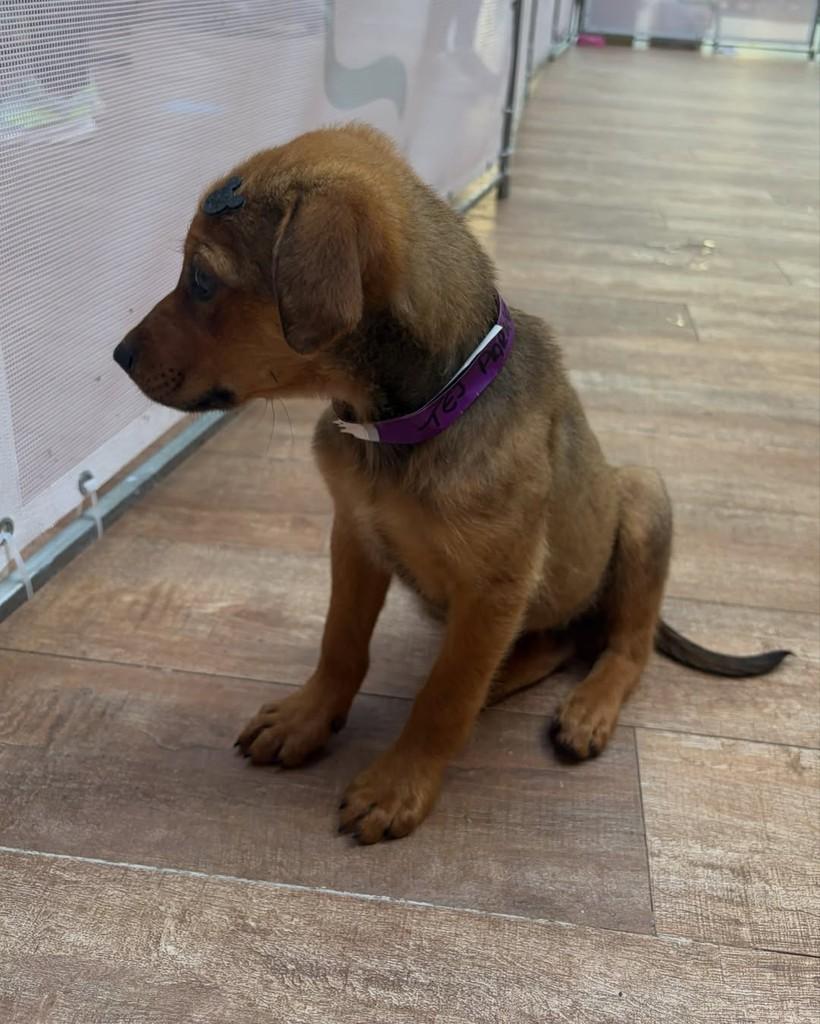 Tej Parker, cachorro de porte médio para adoção em São Paulo - SP
