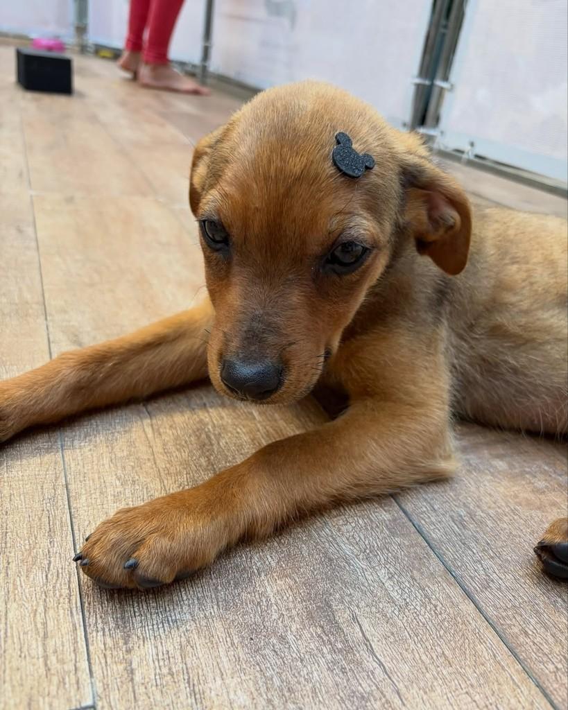 Tej Parker, cachorro de porte médio para adoção em São Paulo - SP — foto 2 de 5