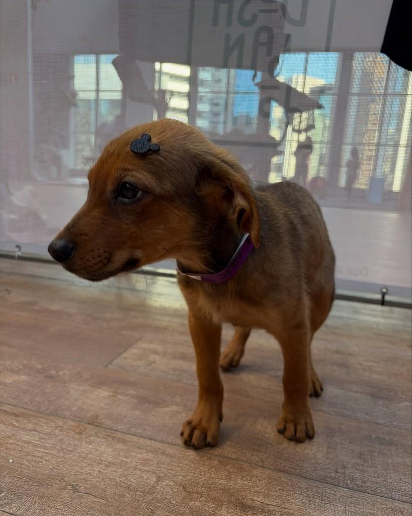 Tej Parker, cachorro de porte médio para adoção em São Paulo - SP — foto 3 de 5