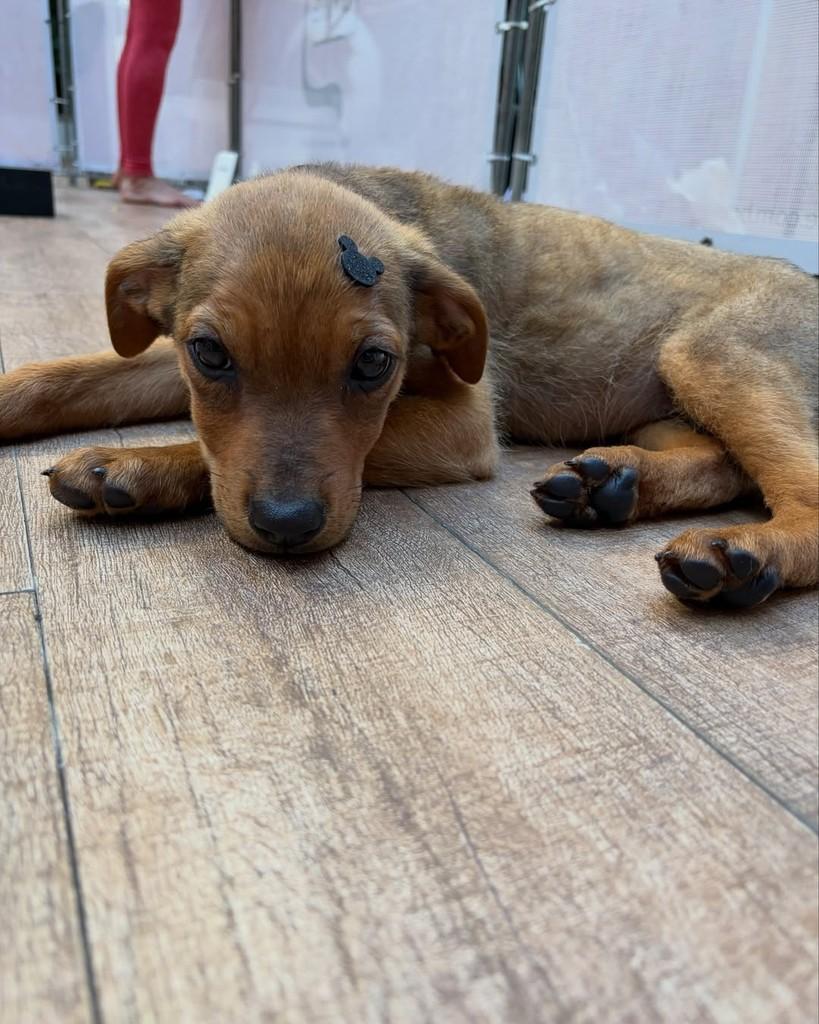 Tej Parker, cachorro de porte médio para adoção em São Paulo - SP — foto 4 de 5