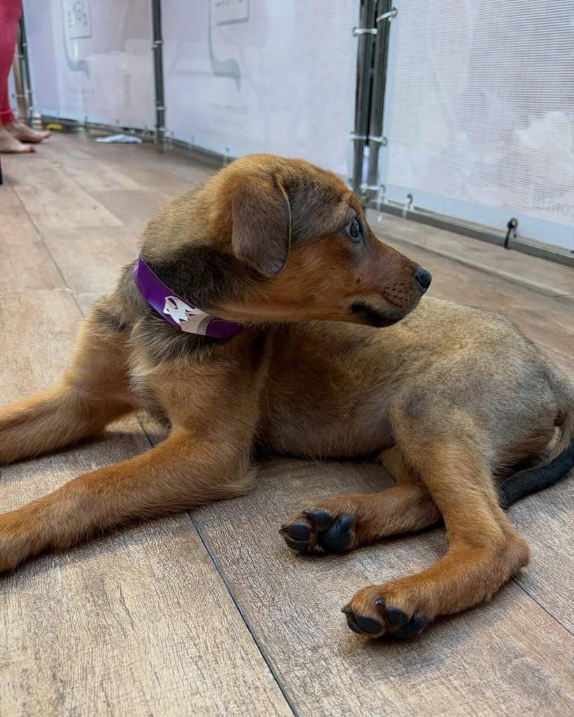 Tej Parker, cachorro de porte médio para adoção em São Paulo - SP — foto 5 de 5