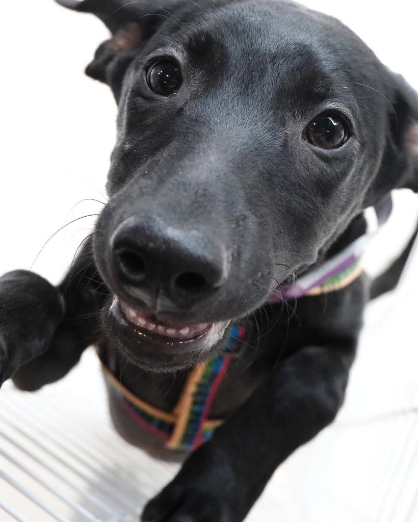 Endrick, cachorro de porte pequeno para adoção em São Paulo - SP — foto 3 de 8