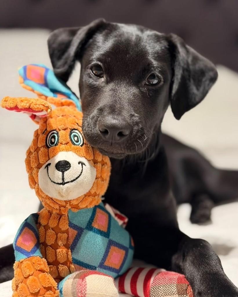 Endrick, cachorro de porte pequeno para adoção em São Paulo - SP — foto 4 de 8