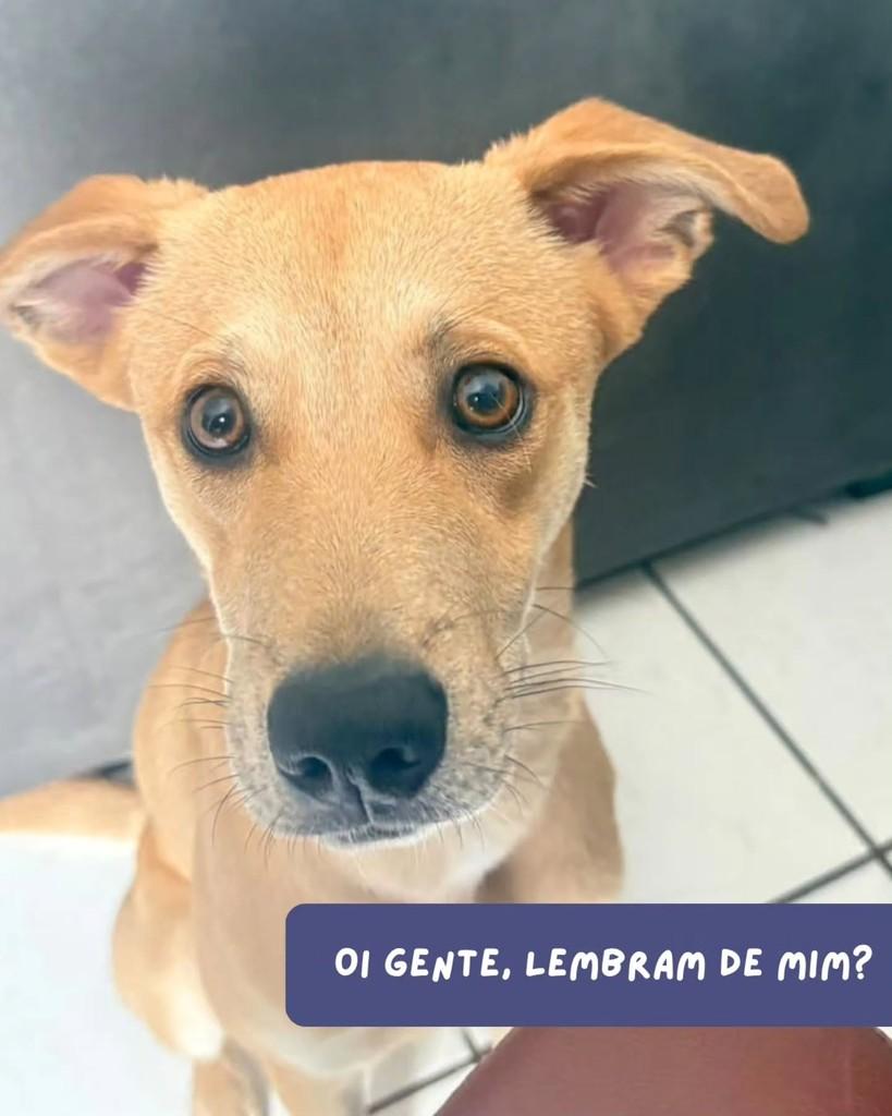 Robby, cachorro de porte pequeno para adoção em São Paulo - SP