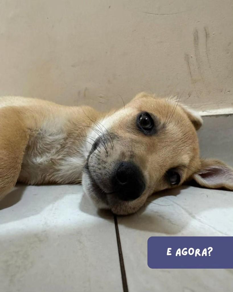Robby, cachorro de porte pequeno para adoção em São Paulo - SP — foto 2 de 6