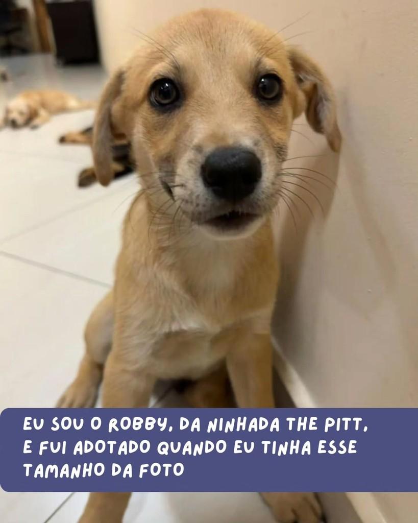 Robby, cachorro de porte pequeno para adoção em São Paulo - SP — foto 3 de 6