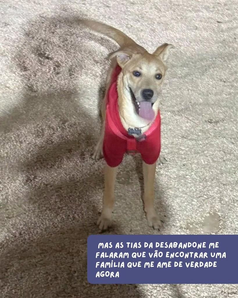 Robby, cachorro de porte pequeno para adoção em São Paulo - SP — foto 4 de 6
