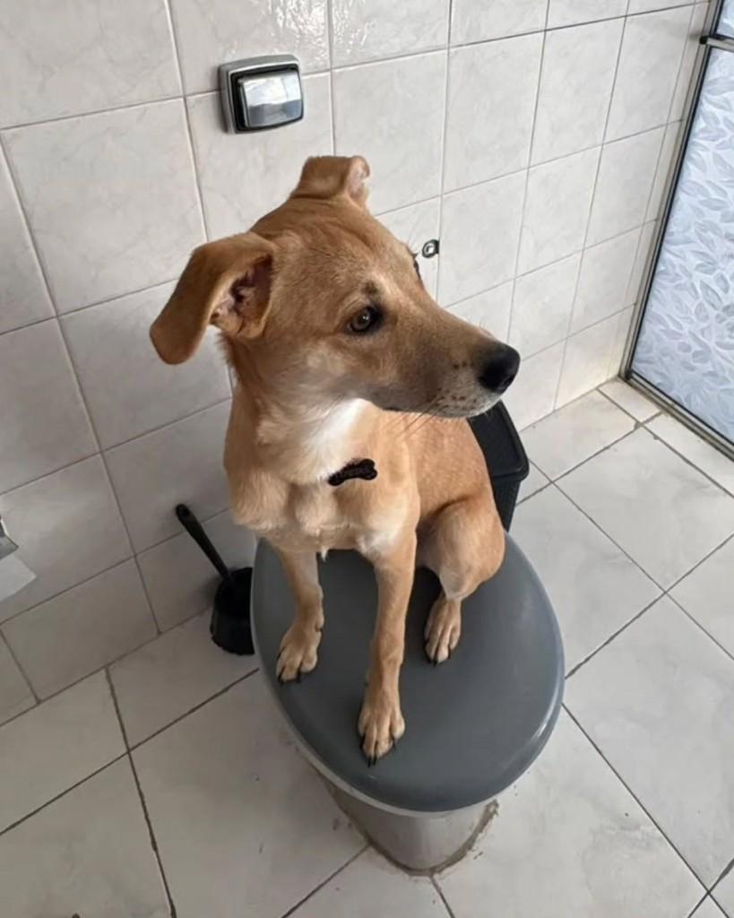 Robby, cachorro de porte pequeno para adoção em São Paulo - SP — foto 5 de 6