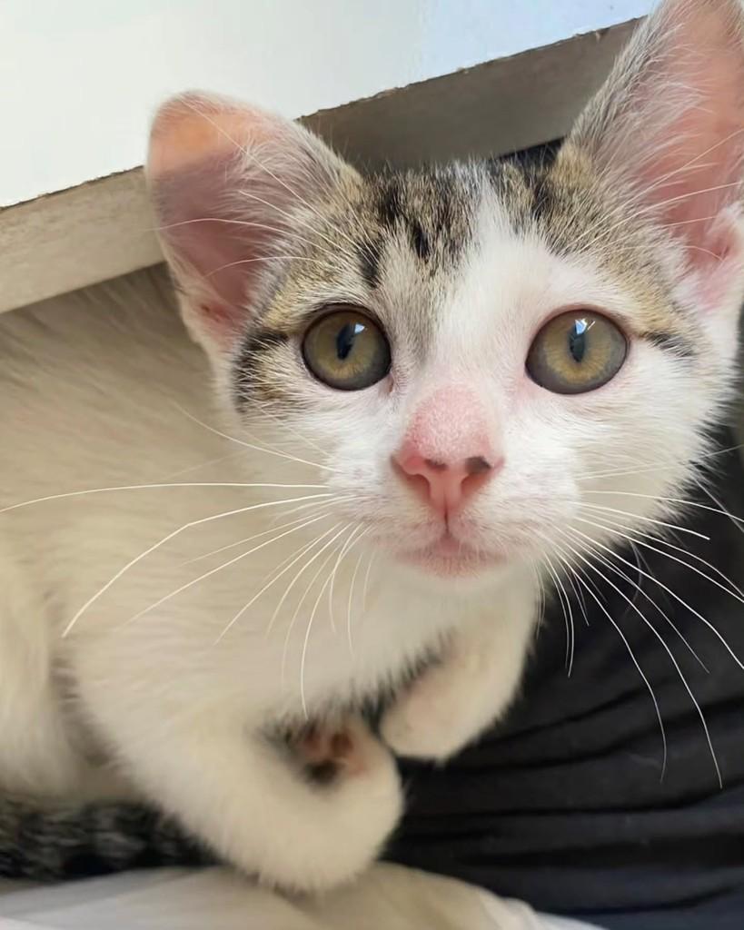 Citizen, gata de porte pequeno para adoção em São Paulo - SP