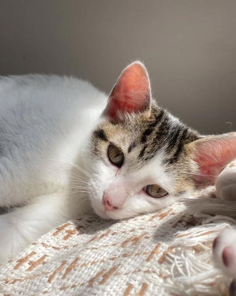 Citizen, gata de porte pequeno para adoção em São Paulo - SP — foto 2 de 5