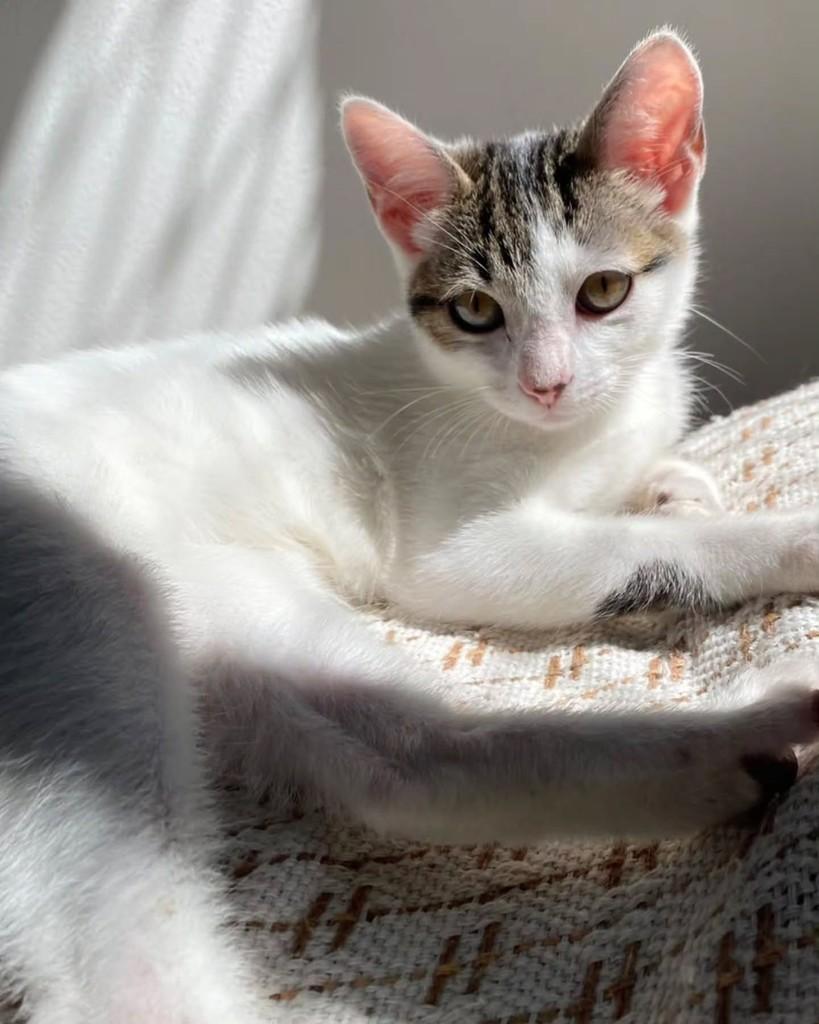 Citizen, gata de porte pequeno para adoção em São Paulo - SP — foto 3 de 5