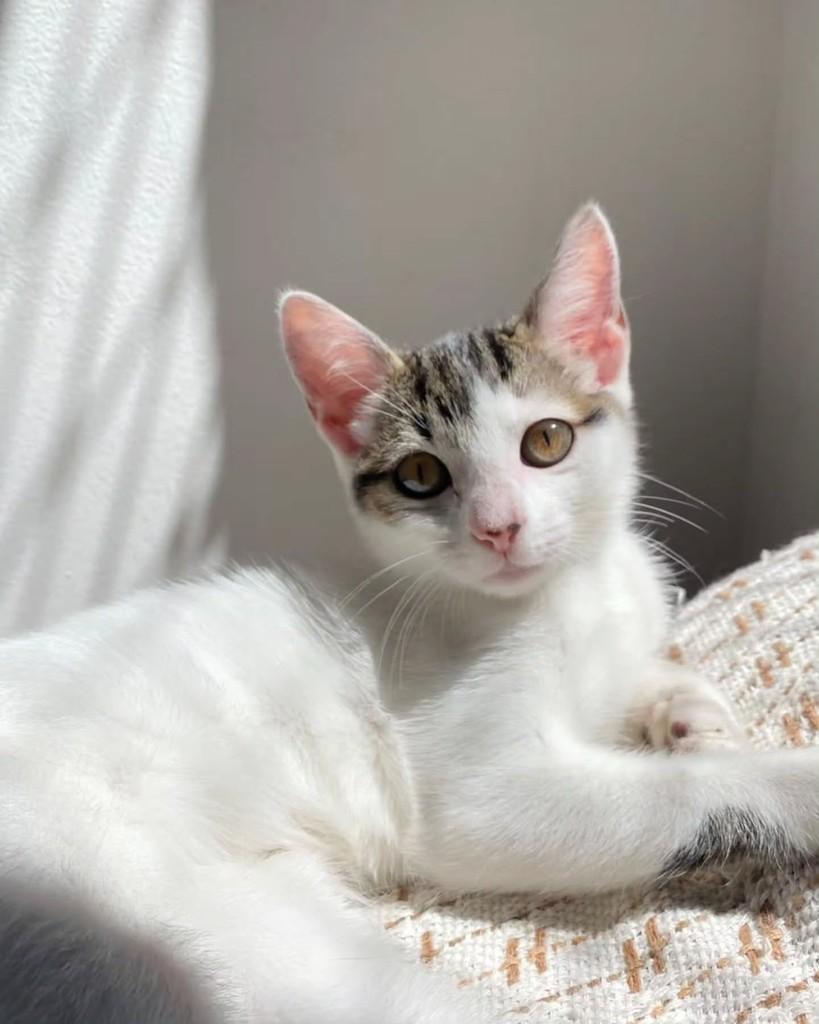 Citizen, gata de porte pequeno para adoção em São Paulo - SP — foto 4 de 5