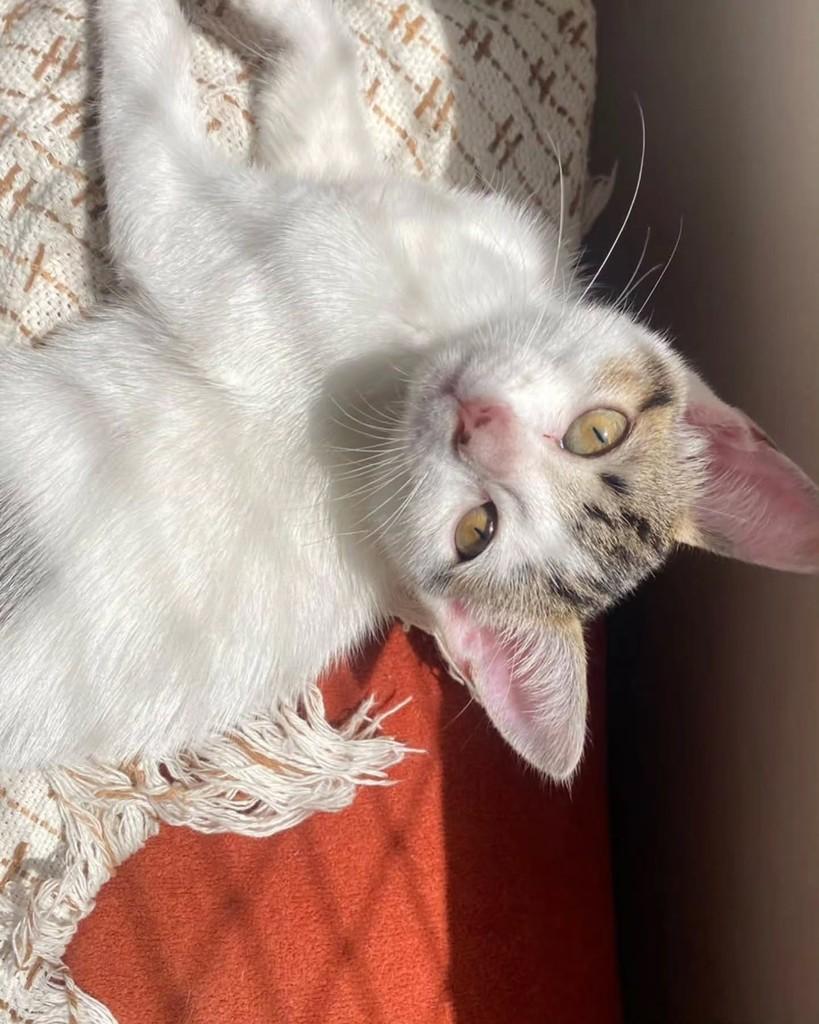 Citizen, gata de porte pequeno para adoção em São Paulo - SP — foto 5 de 5