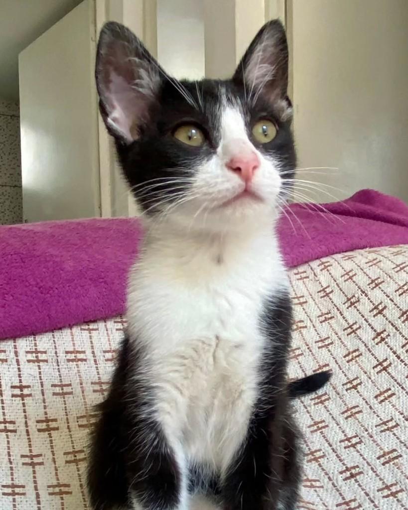 Rolex, gato de porte pequeno para adoção em São Paulo - SP