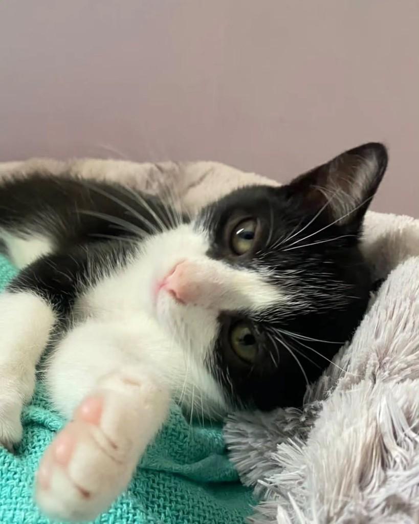 Rolex, gato de porte pequeno para adoção em São Paulo - SP — foto 2 de 4